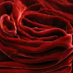 Red velvet fabric is elegantly swirled.
